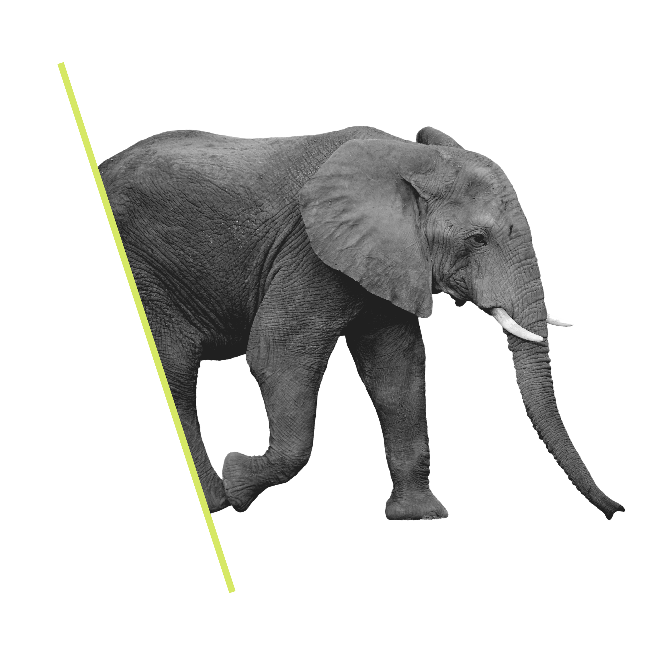 Paid Search - PPC Header paid search - ppc header - elephant graphic